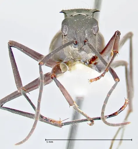 Polyrhachis spinigera - FOCOL2637