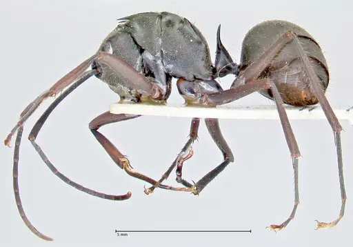 Polyrhachis spinigera - FOCOL2637