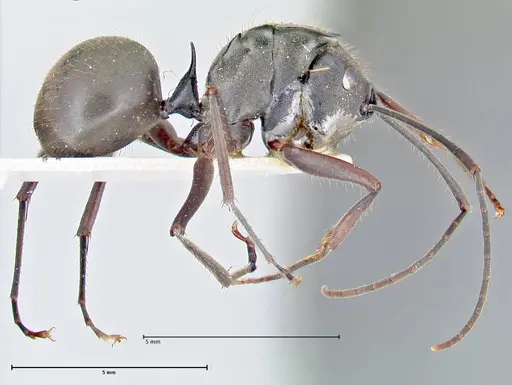 Polyrhachis spinigera - FOCOL2637