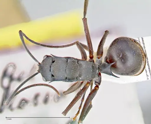 Polyrhachis spinigera - FOCOL2638
