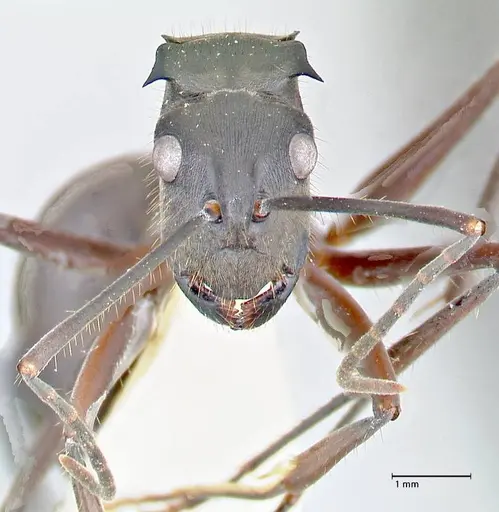 Polyrhachis spinigera - FOCOL2638