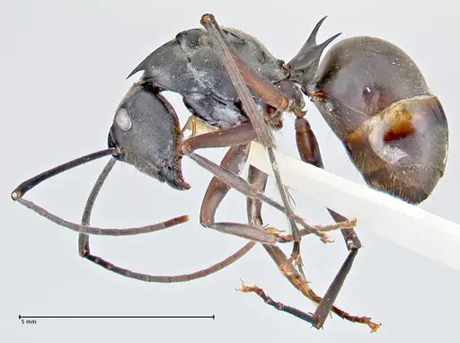 Polyrhachis spinigera - FOCOL2638