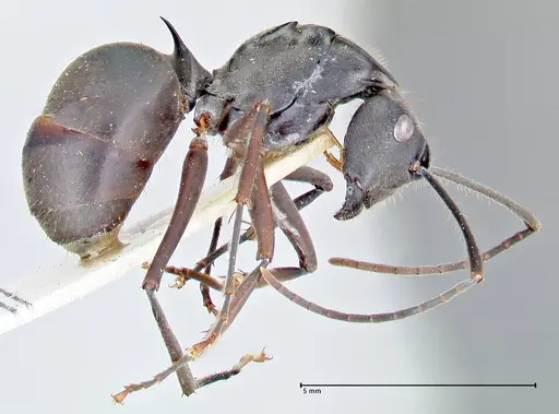 Polyrhachis spinigera - FOCOL2638