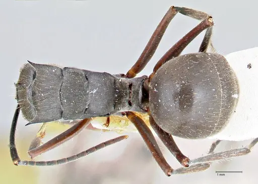 Polyrhachis spinigera - FOCOL2639