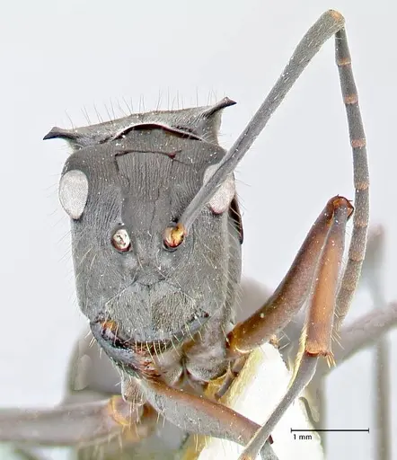 Polyrhachis spinigera - FOCOL2639