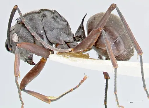 Polyrhachis spinigera - FOCOL2639