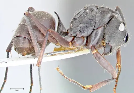 Polyrhachis spinigera - FOCOL2639