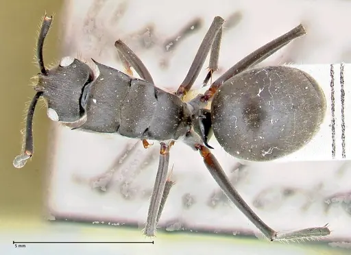 Polyrhachis spinigera - FOCOL2640