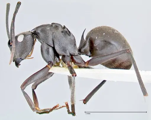 Polyrhachis spinigera - FOCOL2640