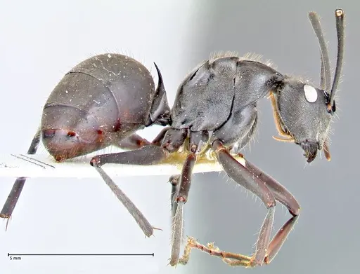 Polyrhachis spinigera - FOCOL2640