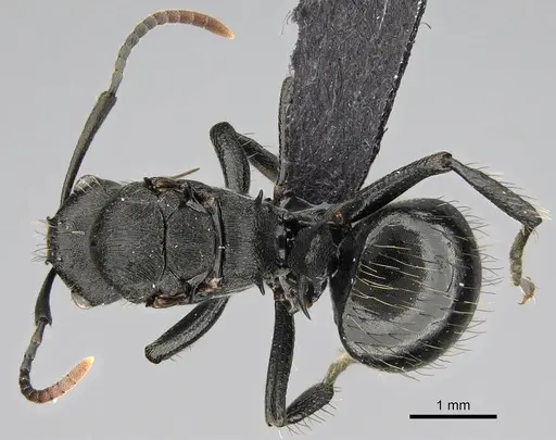 Polyrhachis spitteleri specimen