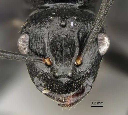 Polyrhachis spitteleri specimen