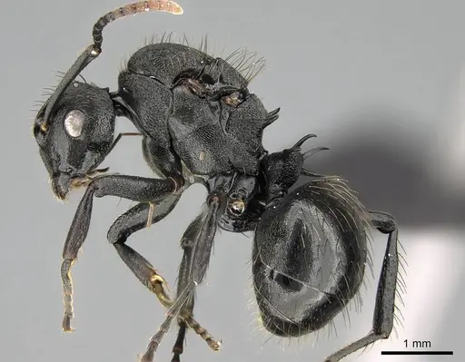 Polyrhachis spitteleri specimen