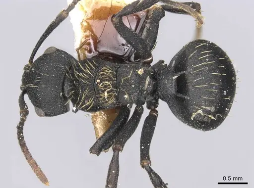 Polyrhachis spitteleri - CASENT0906823