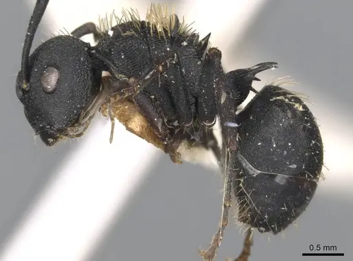 Polyrhachis spitteleri - CASENT0906823