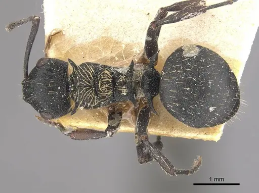 Polyrhachis spitteleri - CASENT0910958