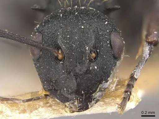 Polyrhachis spitteleri - CASENT0910958