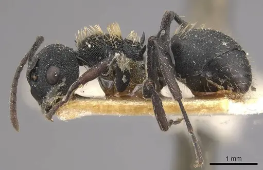 Polyrhachis spitteleri - CASENT0910958