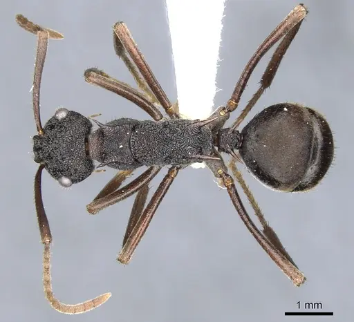 Polyrhachis stigmatifera specimen