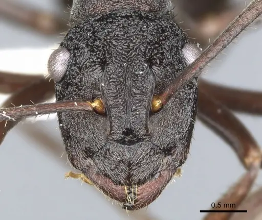 Polyrhachis stigmatifera specimen