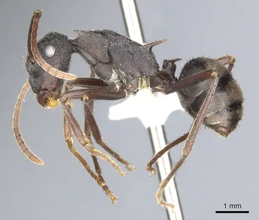 Polyrhachis stigmatifera specimen