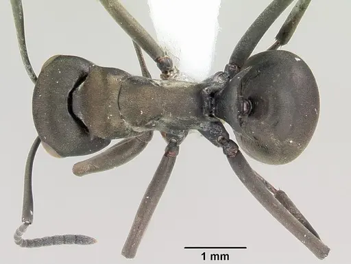 Polyrhachis storki specimen