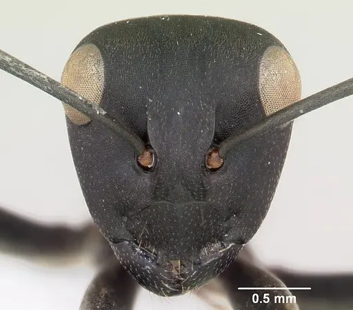 Polyrhachis storki specimen