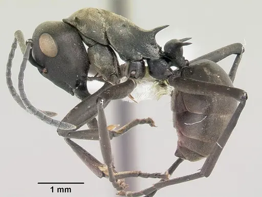 Polyrhachis storki specimen
