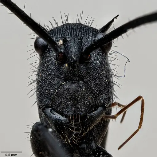 Polyrhachis striata specimen