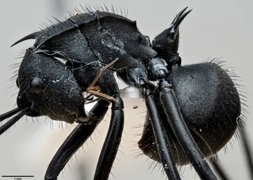Polyrhachis striata specimen