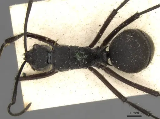 Polyrhachis striata - CASENT0906817