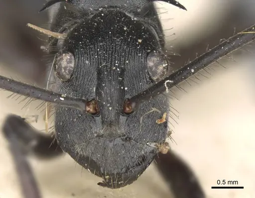 Polyrhachis striata - CASENT0906817