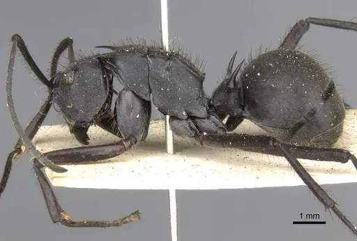 Polyrhachis striata - CASENT0906817