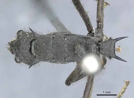 Polyrhachis striata - CASENT0910927