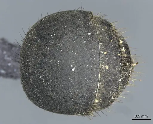 Polyrhachis striata - CASENT0910927