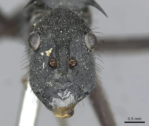 Polyrhachis striata - CASENT0910927