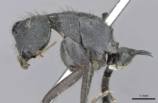 Polyrhachis striata - CASENT0910927