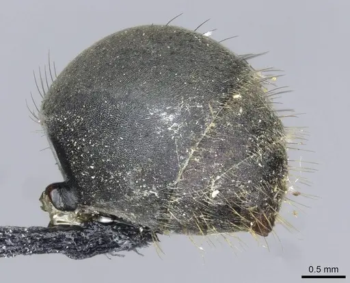 Polyrhachis striata - CASENT0910927