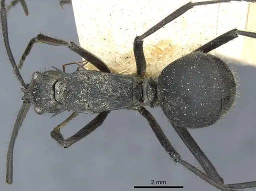 Polyrhachis striata - CASENT0910928