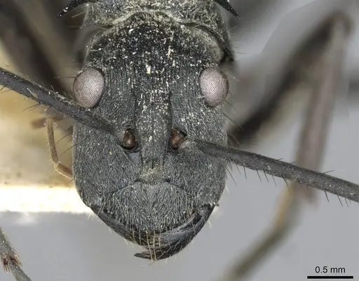 Polyrhachis striata - CASENT0910928