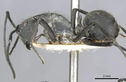 Polyrhachis striata - CASENT0910928