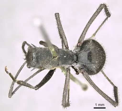 Polyrhachis striata - CASENT0915828