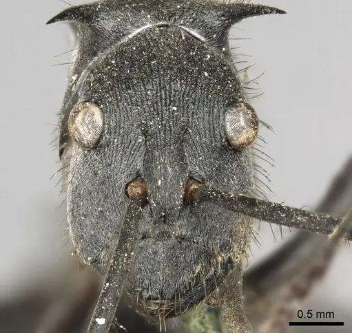 Polyrhachis striata - CASENT0915828