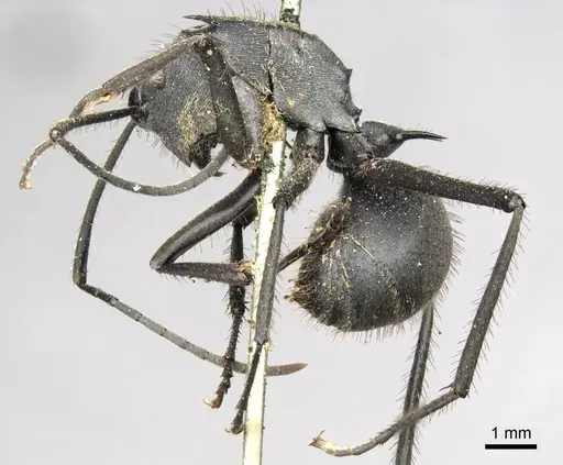 Polyrhachis striata - CASENT0915828