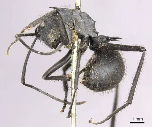 Polyrhachis striata - CASENT0915828