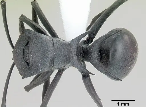 Polyrhachis strictifrons specimen