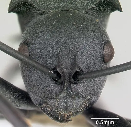 Polyrhachis strictifrons specimen