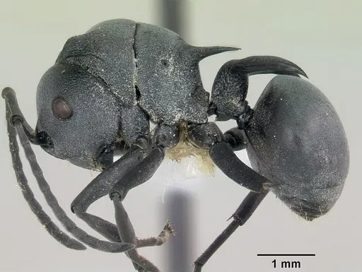 Polyrhachis strictifrons specimen