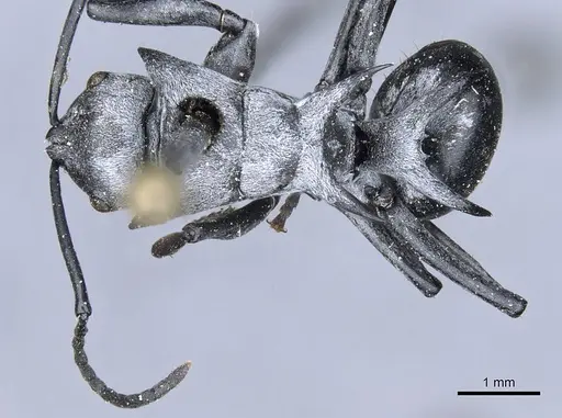 Polyrhachis strictifrons - CASENT0905605