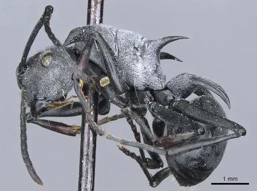 Polyrhachis strictifrons - CASENT0905605